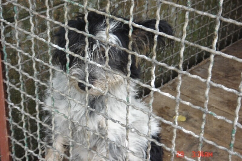 Schronisko dla zwierząt trafi na ul. Podole