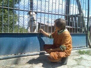 Schronisko dla zwierząt Przenosiny za 250 tys.