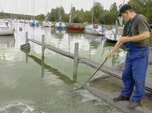Zalew Sulejowski staje się cuchnącym bajorem
