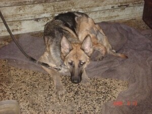 ARKA szykuje doniesienie na władze miasta