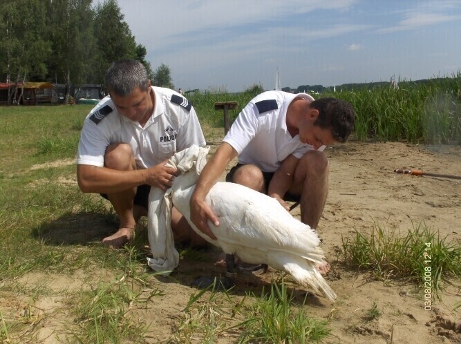 Barkowice Policjanci uratowali rannego łabędzia