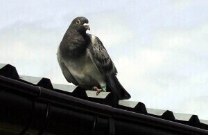 Coraz bardziej bezczelne... gołębie