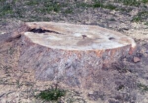 Piotrków Mieszkańcy zatroskani o los drzew