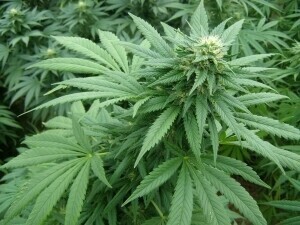 Szczukocice Zlikwidowano plantację konopi