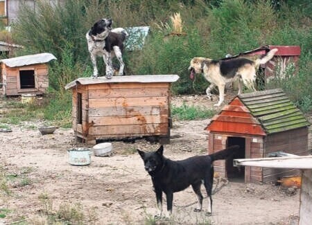 Piotrków Schronisko zamknięte planu awaryjnego brak