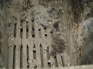 Tomaszów Spaliła trzy szczenięta