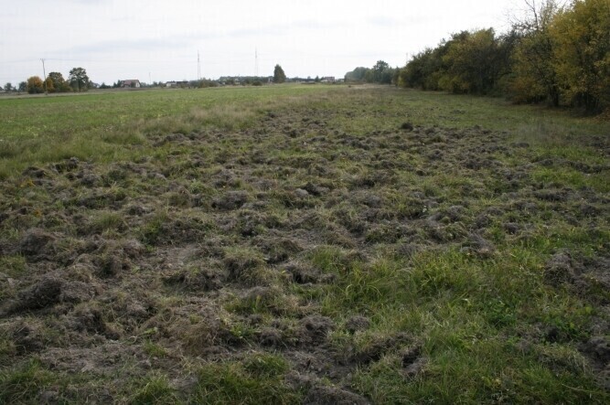 Rolnicy chcą odszkodowań i odstrzału dzików