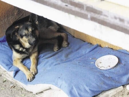 Piotrków Ma miskę ale nie pana