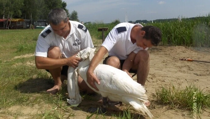 Barkowice: Policjanci uratowali rannego łabędzia