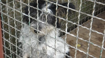 Schronisko dla zwierząt trafi na ul. Podole