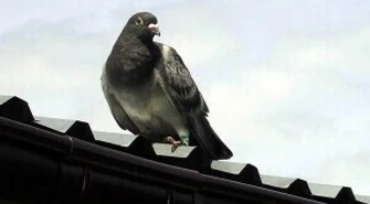 Coraz bardziej bezczelne... gołębie 