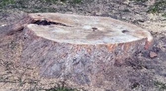 Piotrków: Mieszkańcy zatroskani o los drzew 