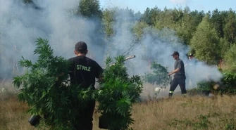 Policjanci spalili "trawę" na nielegalnej plantacji