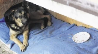 Piotrków: Ma miskę, ale nie pana 