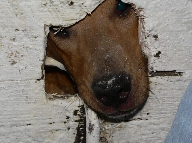 Agresywny właściciel spokojnych psów