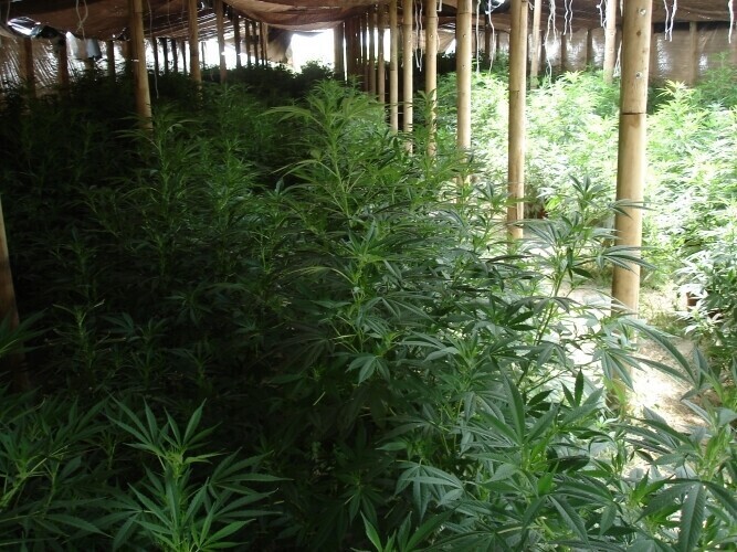 Zlikwidowano nielegalną plantację