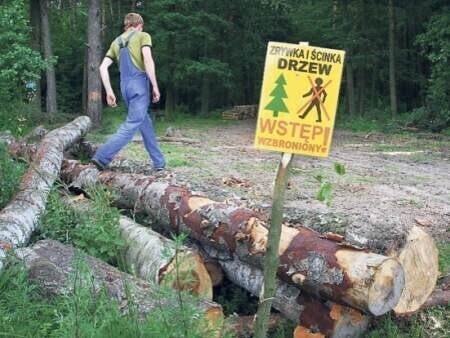 Leśnicy wrócą do pracy