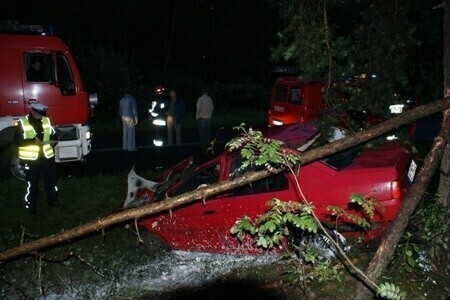 pow. tomaszowski Śmierć na drzewie
