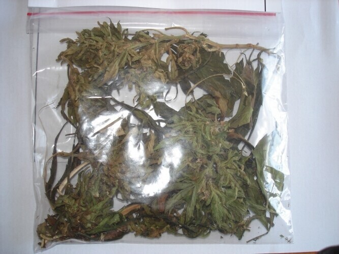 Piotrków Lubczyk czy marihuana