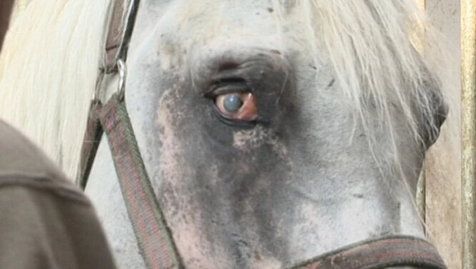 Konie czystej krwi arabskiej czekają na adopcję