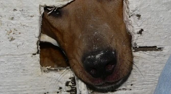 Agresywny właściciel spokojnych psów ?