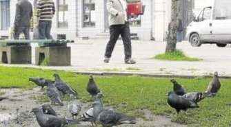 Piotrków: Są oburzeni przepisami na dania z gołębi