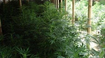 Zlikwidowano nielegalną plantację