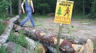 Leśnicy wrócą do pracy? 