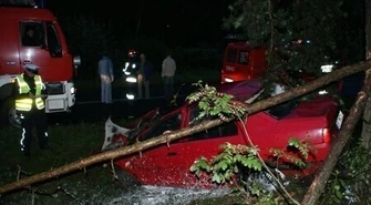 pow. tomaszowski: Śmierć na drzewie