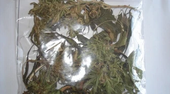 Piotrków: Lubczyk czy marihuana?