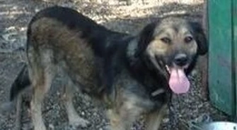 Schroniskiem dla zwierząt zaopiekuje się TOZ