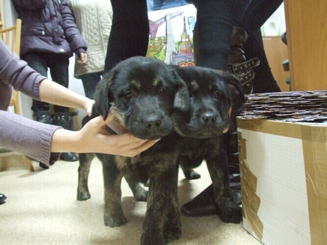 Szczenięta będą licytowane w amfiteatrze