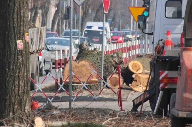 Piotrków Na Słowackiego wycięto sześć topoli