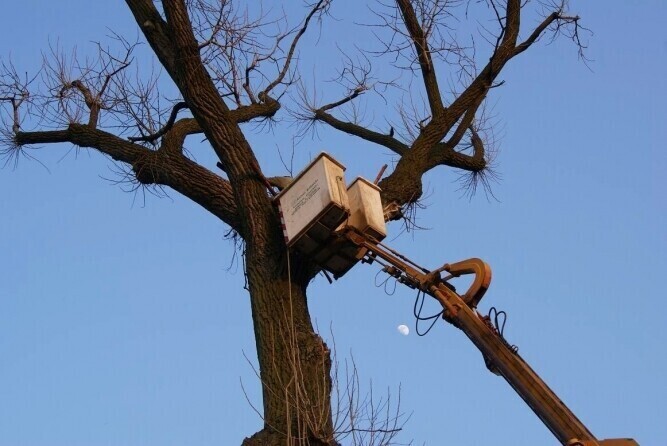 Region Naprawili bocianom gniazdo