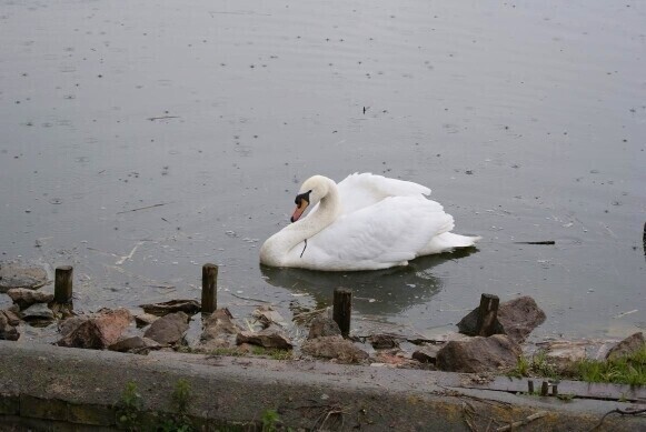 O łabędziu który wybrał Szydłów