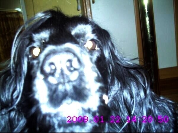 Zaginął angielski cocker spaniel