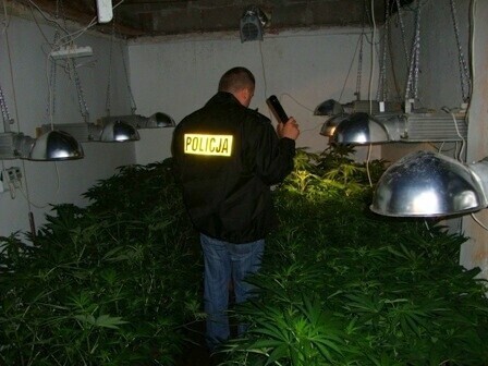 G. Sulejów Zlikwidowano plantację konopi