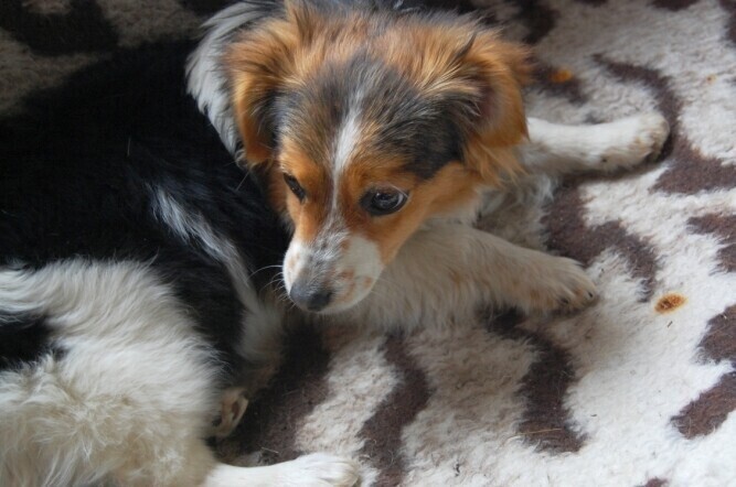 Piotrków Czy czipowanie zwierząt zdaje egzamin