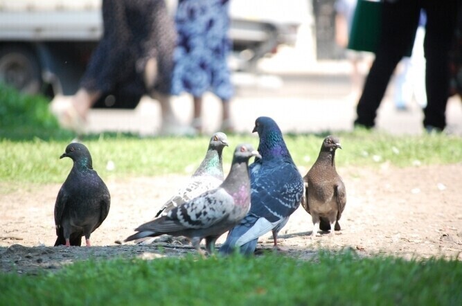 Piotrków Jak nie kolcem go to sokołem