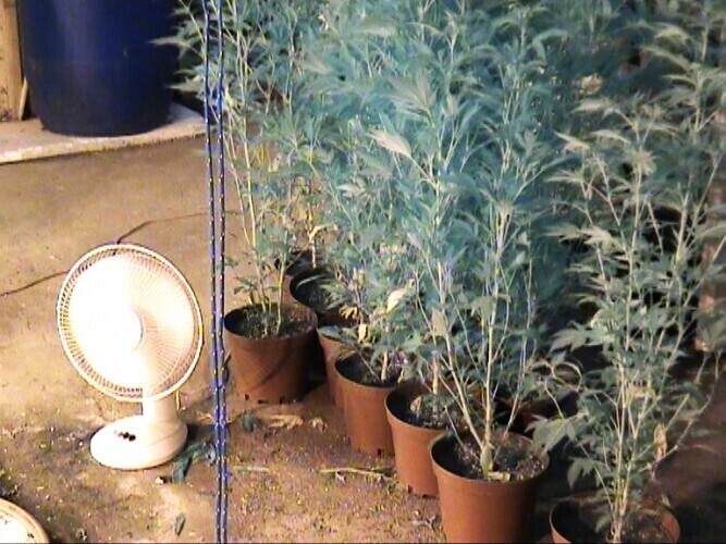 Region Zlikwidowana plantację konopi pod Łodzią