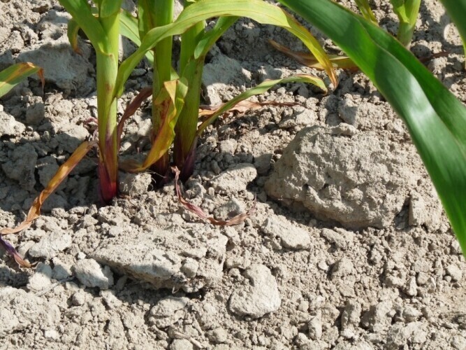 Region Wzrastają ceny warzyw i owoców