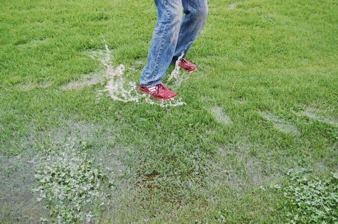 Piotrków Grzyby kaczki i żaby na stadionie