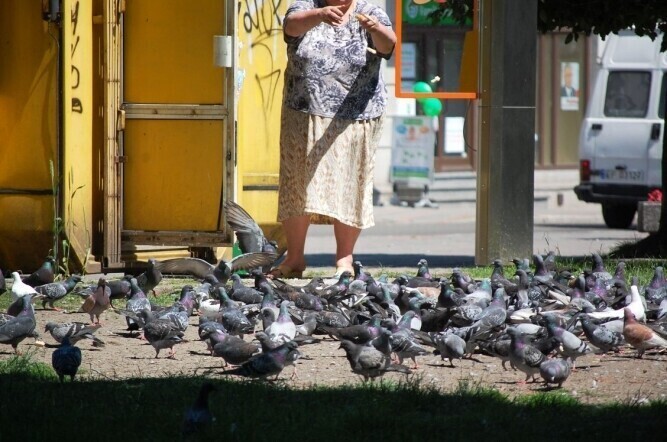 Magistrat wyznaczył strefy dokarmiania gołębi