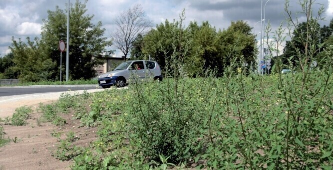 Piotrków Zarośnięte rondo na Łódzkiej