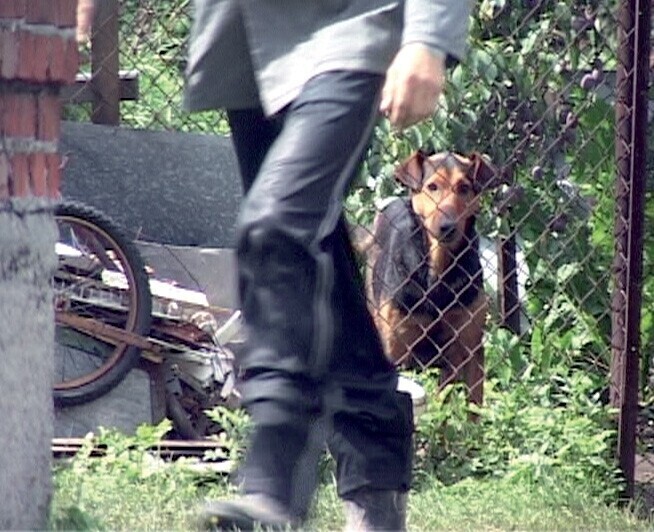 Piotrków Sadyści zabili szczenięta