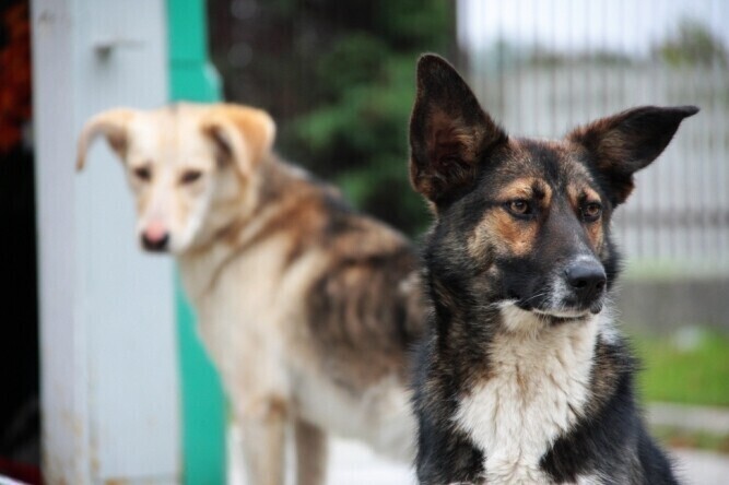 Kto weźmie psy spod cmentarza