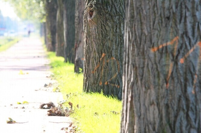 Władze nie przejmują się drobiazgami