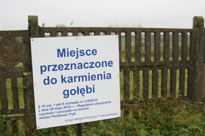 Gdzie w Piotrkowie można dokarmiać gołębie
