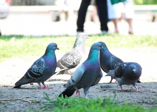 Jak poradzili sobie z zakazem dokarmiania gołębi