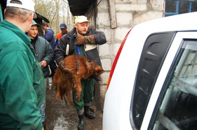 Trwa przeprowadzka do nowego schroniska
